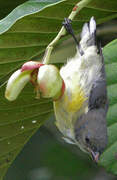 Legge's Flowerpecker