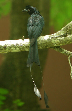 Greater Racket-tailed Drongo