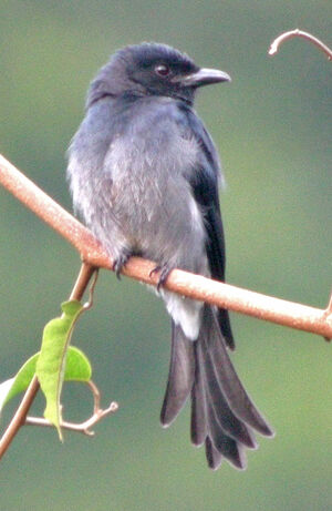 White-bellied Drongo