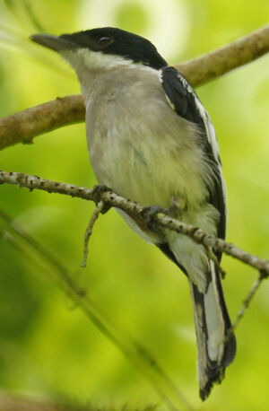 Bar-winged Flycatcher-shrike