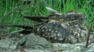 Savanna Nightjar