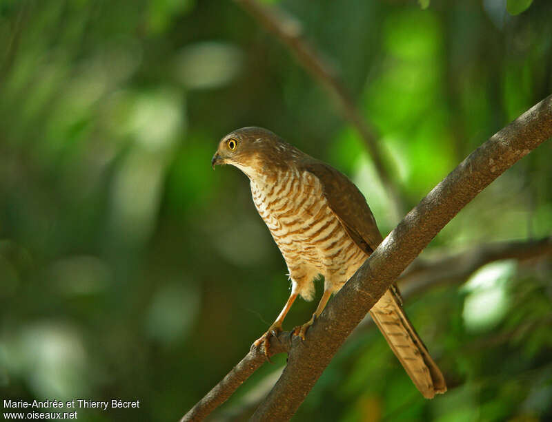 Frances's Sparrowhawk female adult
