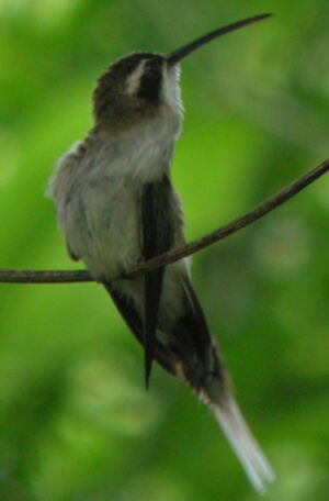 Pale-bellied Hermit