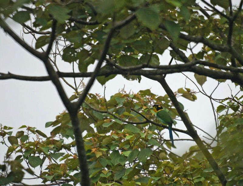 Long-tailed Broadbill