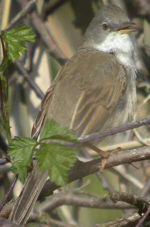 Fauvette grisette