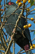 Madagascan Blue Pigeon