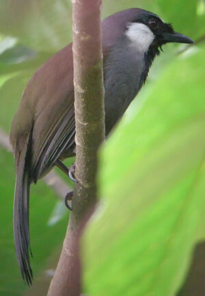 Black-throated Laughingthrush