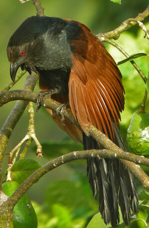 Greater Coucal