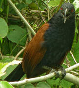 Greater Coucal