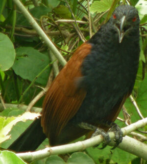 Greater Coucal