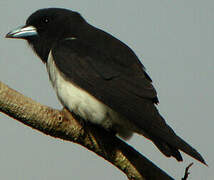 Great Woodswallow