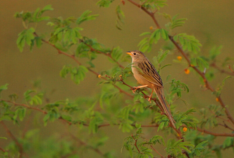 Wedge-tailed Grass Finch