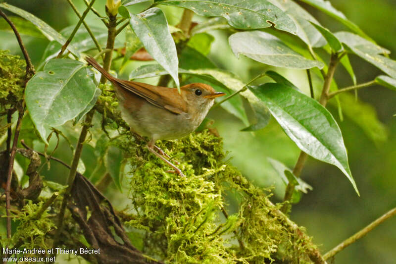 Ruddy-capped Nightingale-Thrushadult, habitat