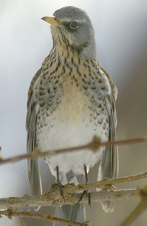 Fieldfare