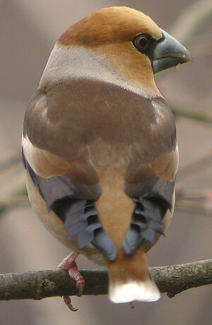 Hawfinch