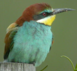 European Bee-eater 
&copy; Marie-Andr�e et Thierry B�cret