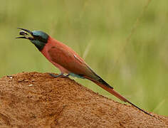 Northern Carmine Bee-eater