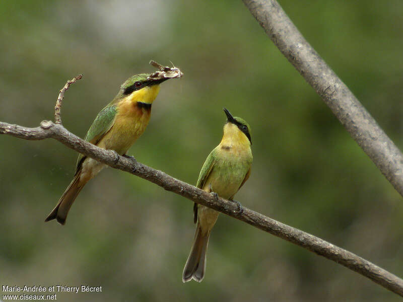 Little Bee-eater, feeding habits