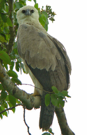 Harpie f�roce