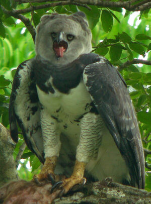 Harpie f�roce