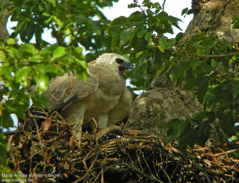 Harpy Eaglejuvenile, close-up portrait, Reproduction-nesting