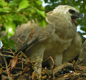 Harpie f�roce