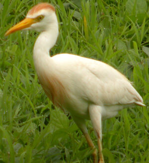 Western Cattle Egret 
&copy; Marie-Andr�e et Thierry B�cret