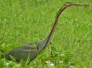 Purple Heron