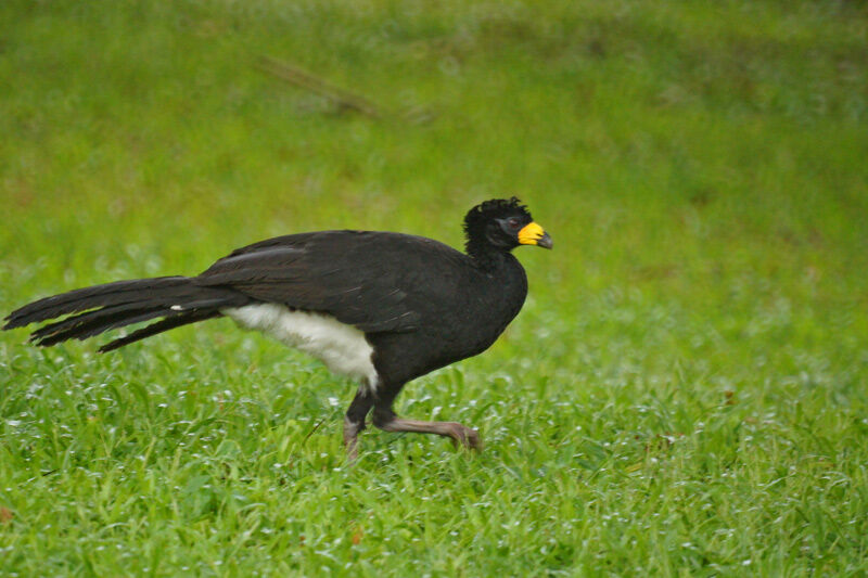 Bare-faced Curassow male