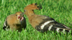 Eurasian Hoopoe 
&copy; Marie-Andr�e et Thierry B�cret