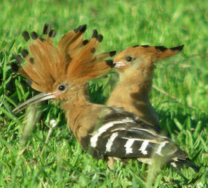 Eurasian Hoopoe 
&copy; Marie-Andr�e et Thierry B�cret