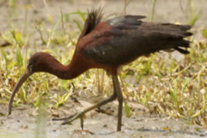 Glossy Ibis 
&copy; Marie-Andr�e et Thierry B�cret