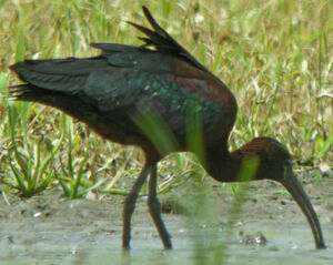 Glossy Ibis 
&copy; Marie-Andr�e et Thierry B�cret