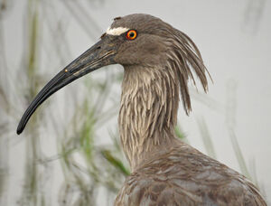 Ibis plomb�