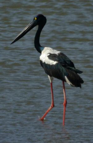 Jabiru d'Asie