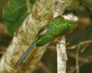 Jacamar à queue rousse