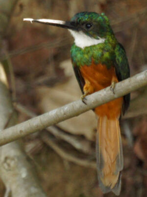 Jacamar à queue rousse