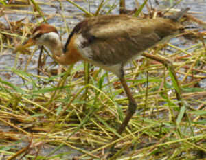 Jacana bronzé