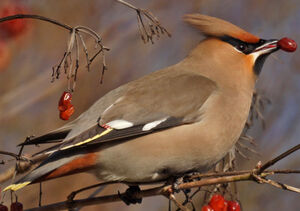 Bohemian Waxwing