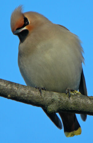 Bohemian Waxwing