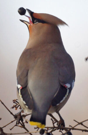 Bohemian Waxwing