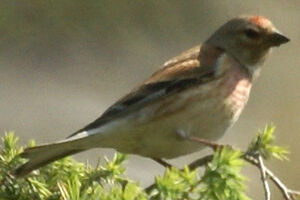 Linotte m�lodieuse