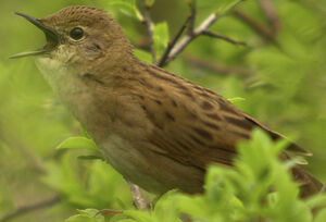 Common Grasshopper Warbler 
&copy; Marie-Andr�e et Thierry B�cret
