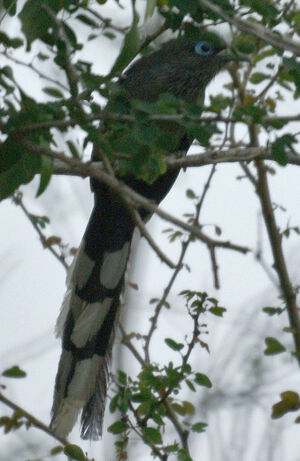 Blue-faced Malkoha