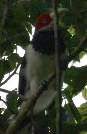 Red-faced Malkoha