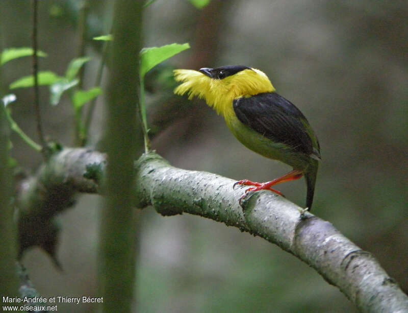 Golden-collared Manakin male adult breeding, pigmentation, courting display