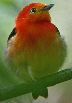 Band-tailed Manakin