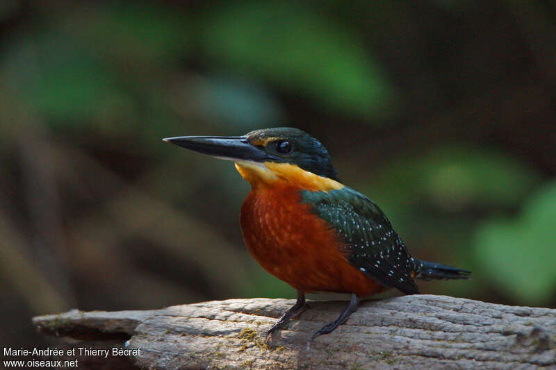 Green-and-rufous Kingfisher, identification