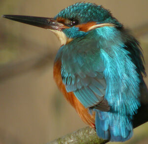 Common Kingfisher