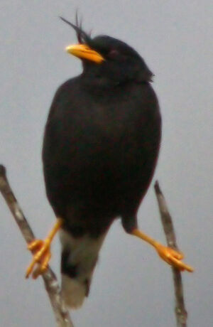 White-vented Myna